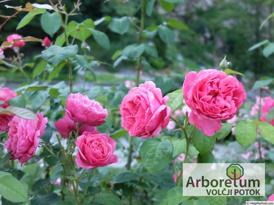 'Line Renaud ®' rose photo