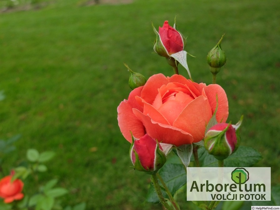 'Summer Song (shrub, Austin 2005)' rose photo