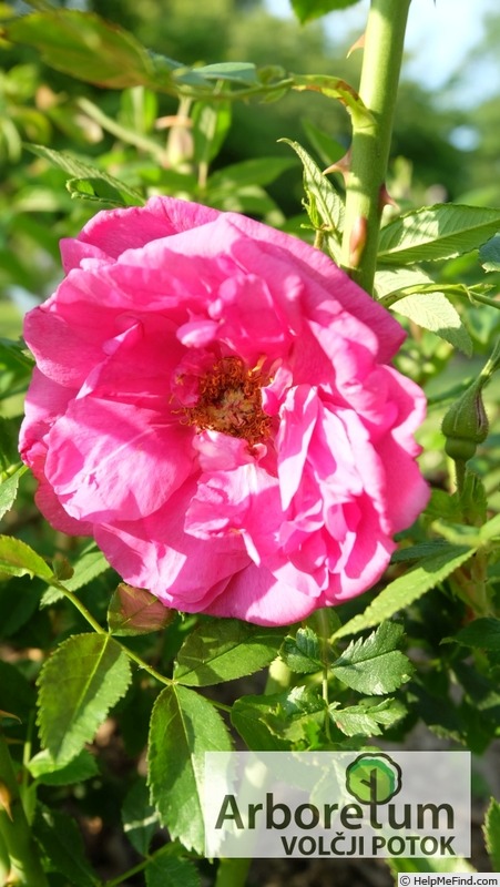 'Tsaritsa Severa' rose photo