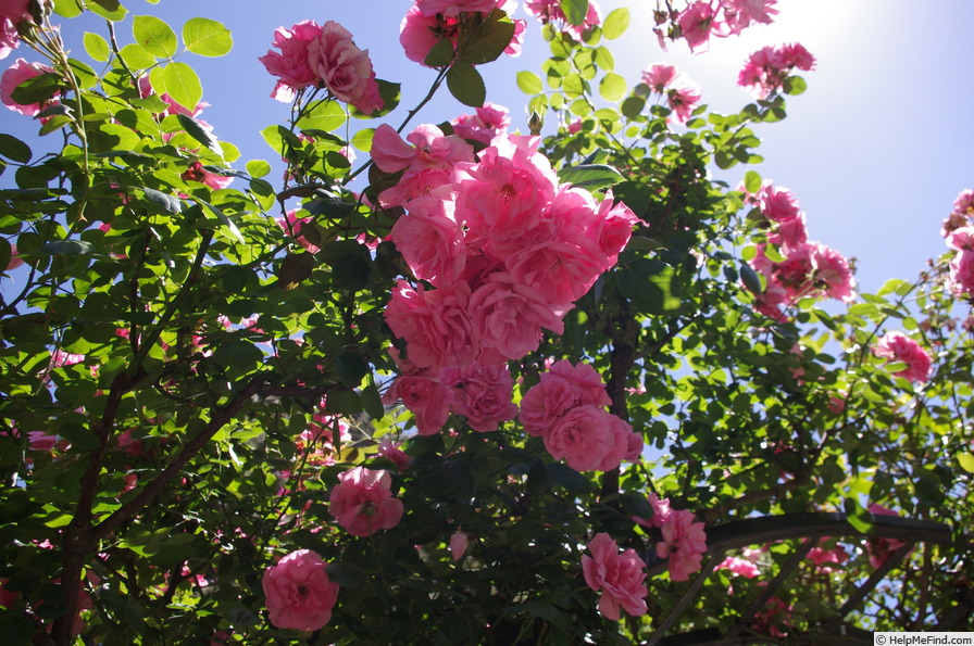 'Bantry Bay ® (Large Flowered Climber, McGredy, 1960)' rose, click to enlarge 'Bantry Bay ® (Large Flowered Climber, McGredy, 1960)' rose photo