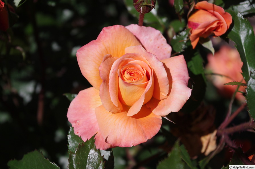 'New Year ®' rose photo