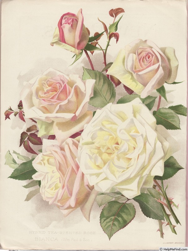 'Bianca (hybrid tea, Paul, 1913)' rose photo