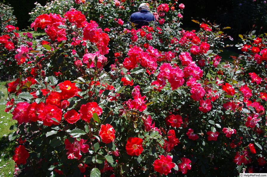 'Matangi ®' rose photo