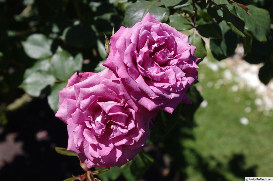 'Cel Blau' rose photo