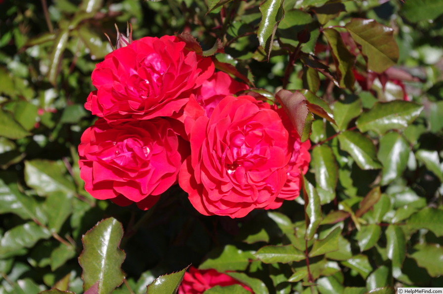 'Trumpeter' rose photo