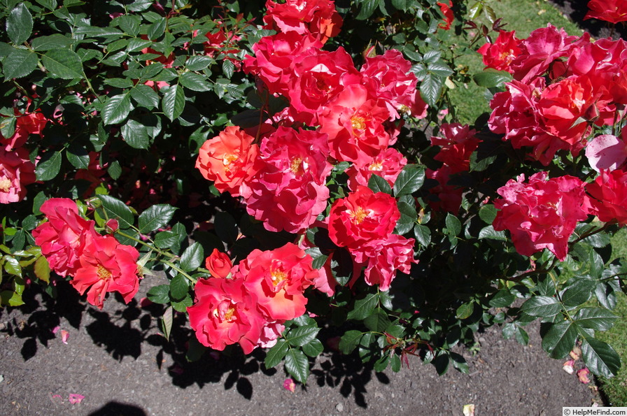 'MACal' rose photo