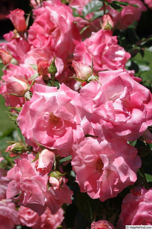 'Liverpool Echo' rose photo