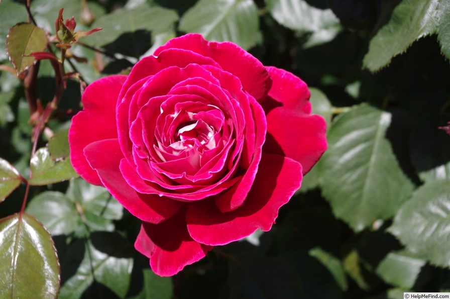 'Candella ® (hybrid tea, McGredy, 1982)' rose photo