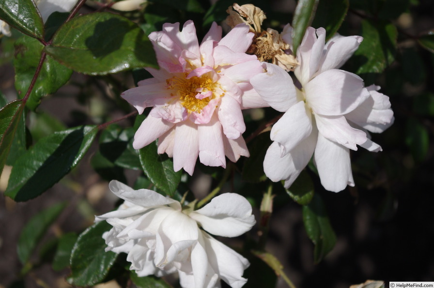 'Ceres (Hybrid Musk, Pemberton, 1914)' rose photo