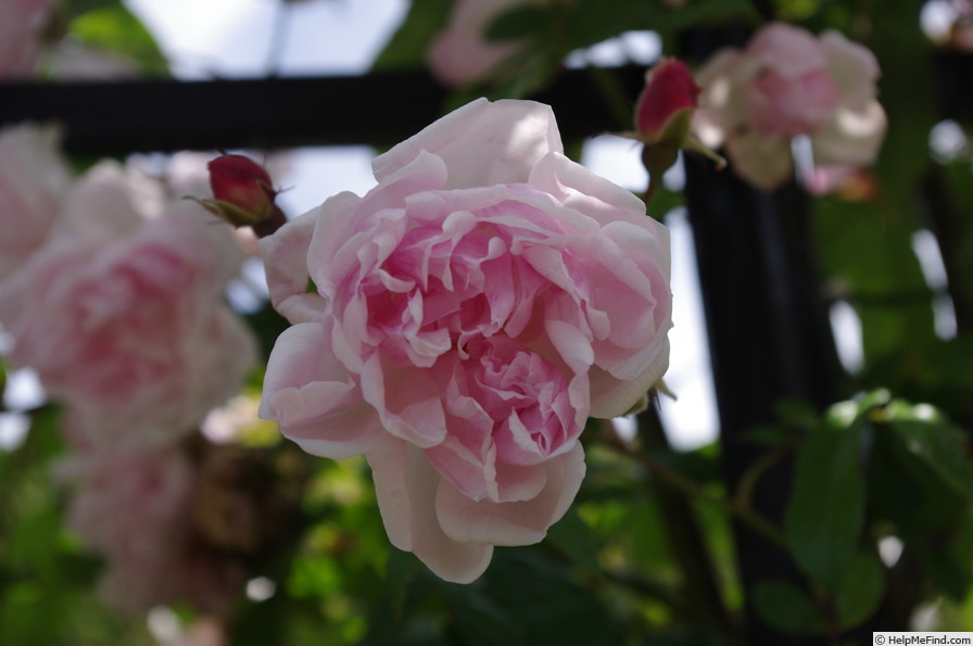 'Tea Rambler' rose photo