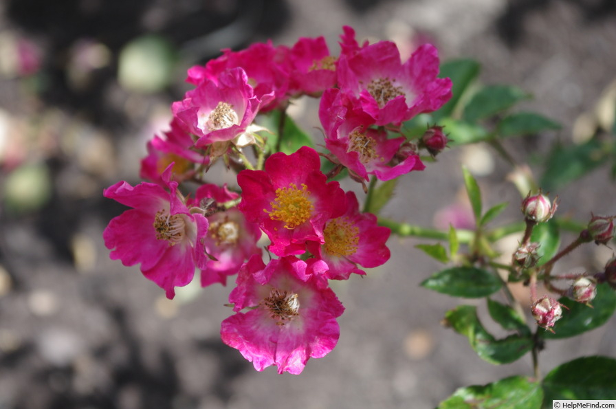 'Eisenach' rose photo