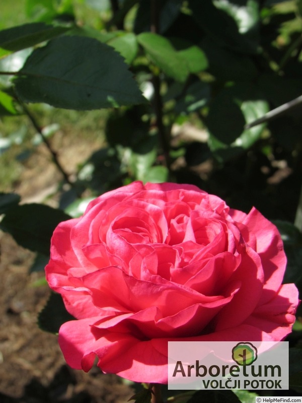 'Cherry Lady ® (hybrid tea, Kordes, 2002/12)' rose photo
