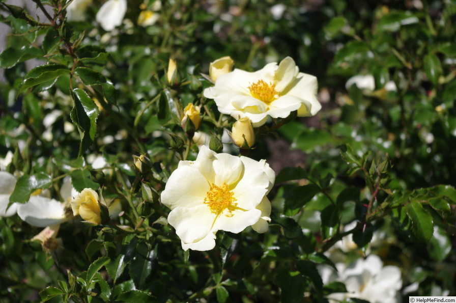'Worcestershire' rose photo