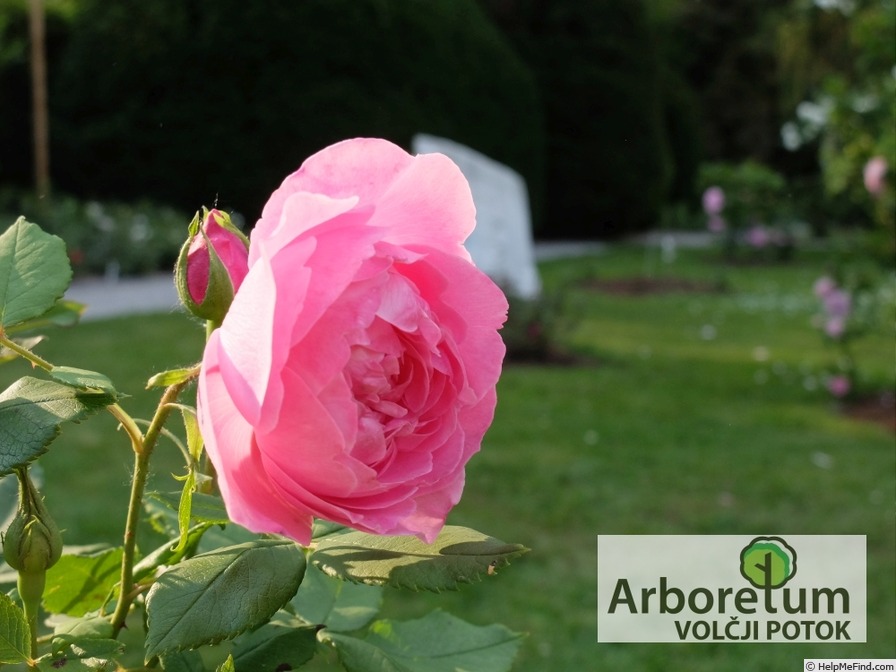 'Reine Victoria (bourbon, Schwartz, 1872)' rose, click to enlarge 'Reine Victoria (bourbon, Schwartz, 1872)' rose photo
