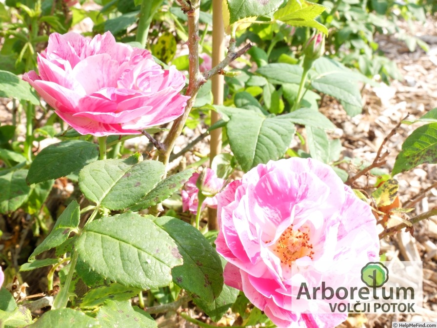 'Ferdinand Pichard' rose photo