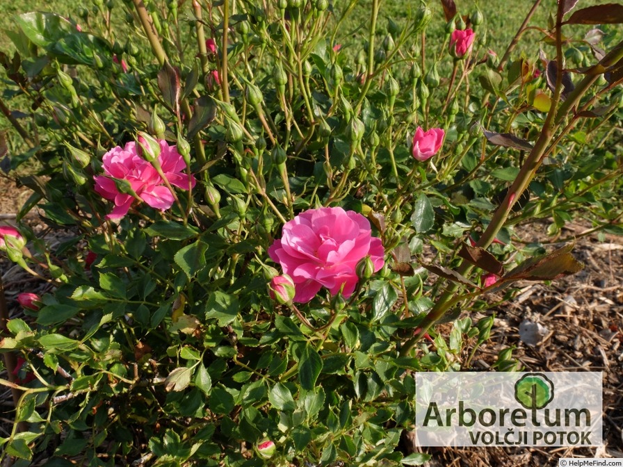 'Perla Transilvaniei' rose photo