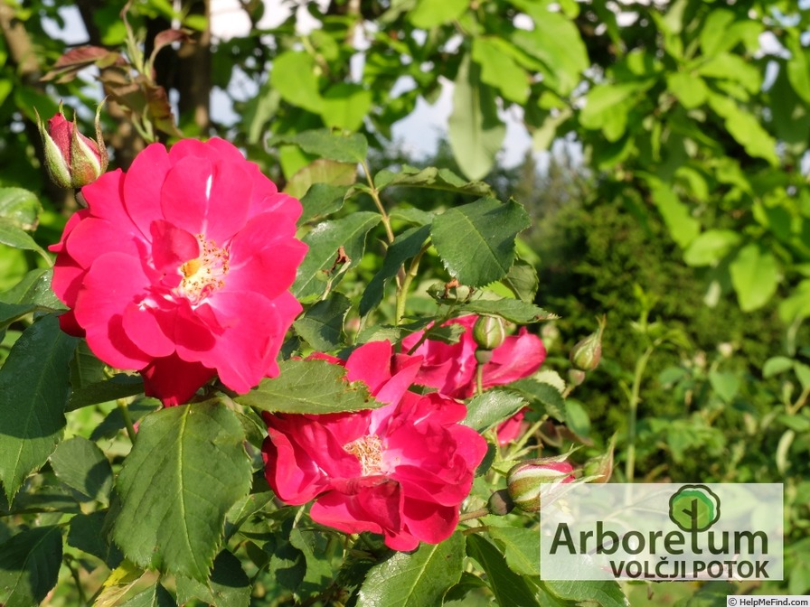 'Wilhelm' rose photo