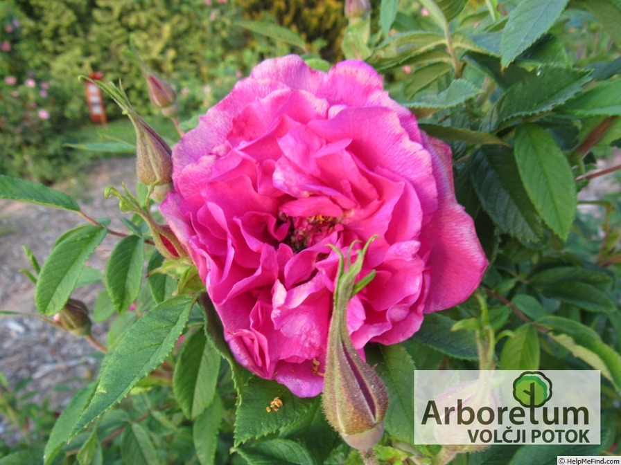 'Tsaritsa Severa' rose photo
