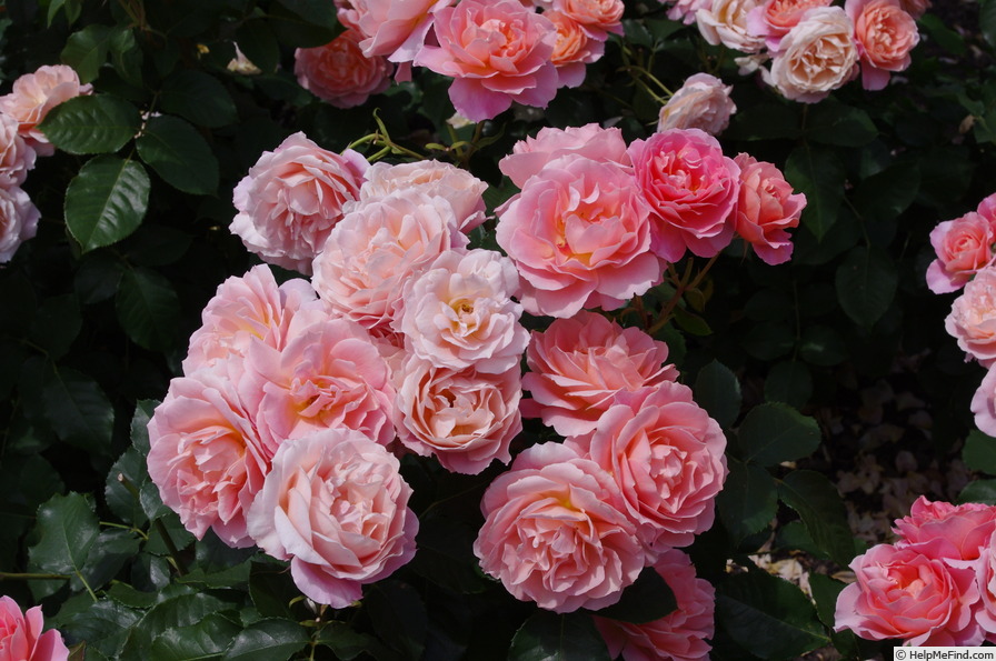 'My Mum (floribunda, Matthews 1999)' rose photo