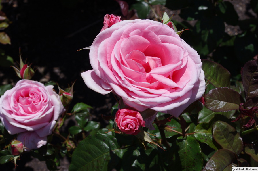 'Carolyn (hybrid tea, McGredy, 1984)' rose photo