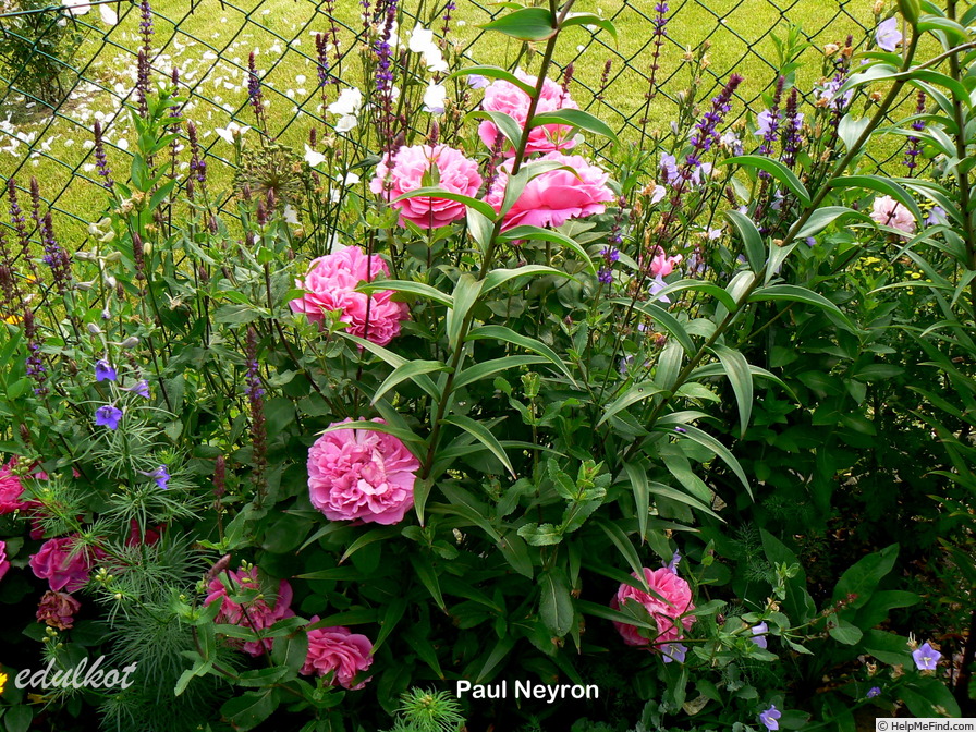 'Paul Neyron (Hybrid Perpetual, Levet, 1869)' rose photo