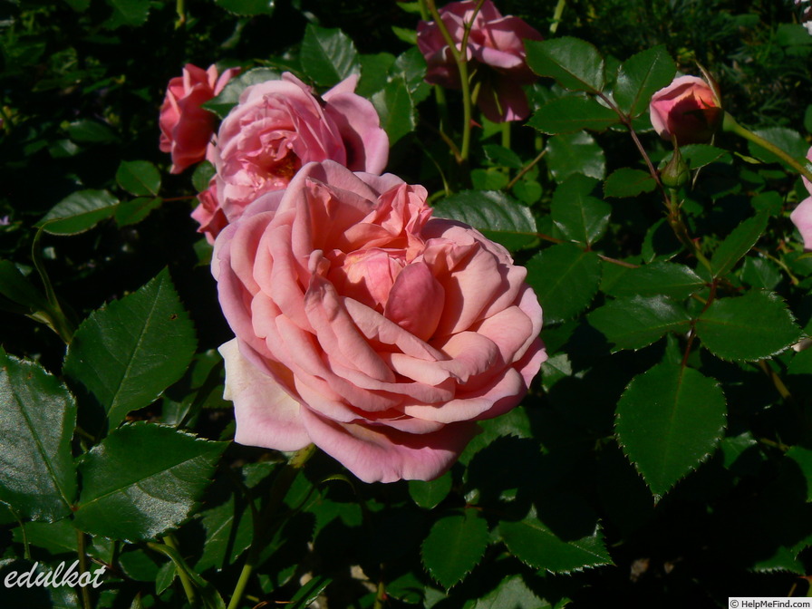 'Persian Mystery' rose photo