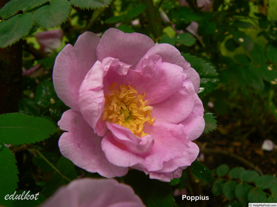 'Poppius' rose photo