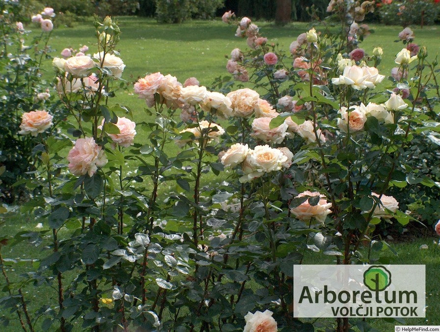 'Alphonse Daudet ®' rose photo