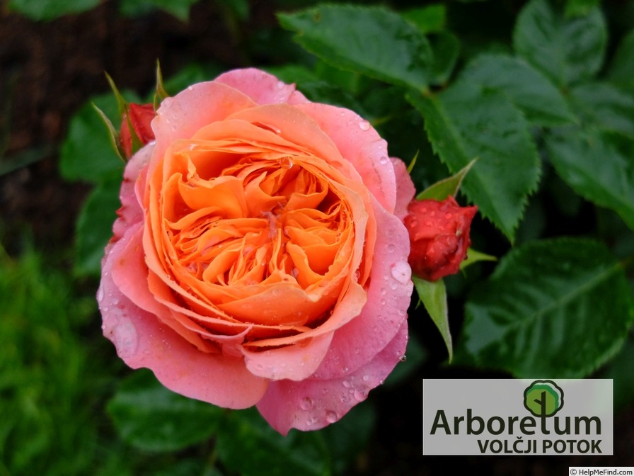 'Mary Ann ® (floribunda, Evers/Tantau, 2004/10)' rose photo