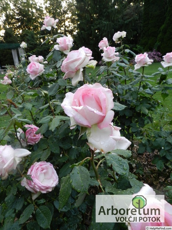 'Honoré de Balzac ® (floribunda, Meillans, 1996)' rose photo