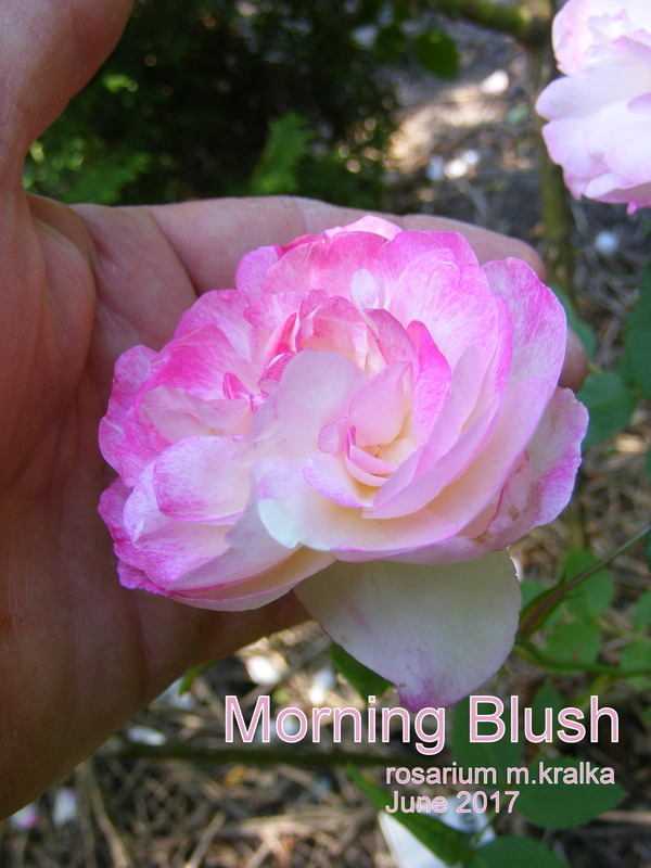 'Morning Blush ™ (Alba, Sievers, 1974)' rose photo