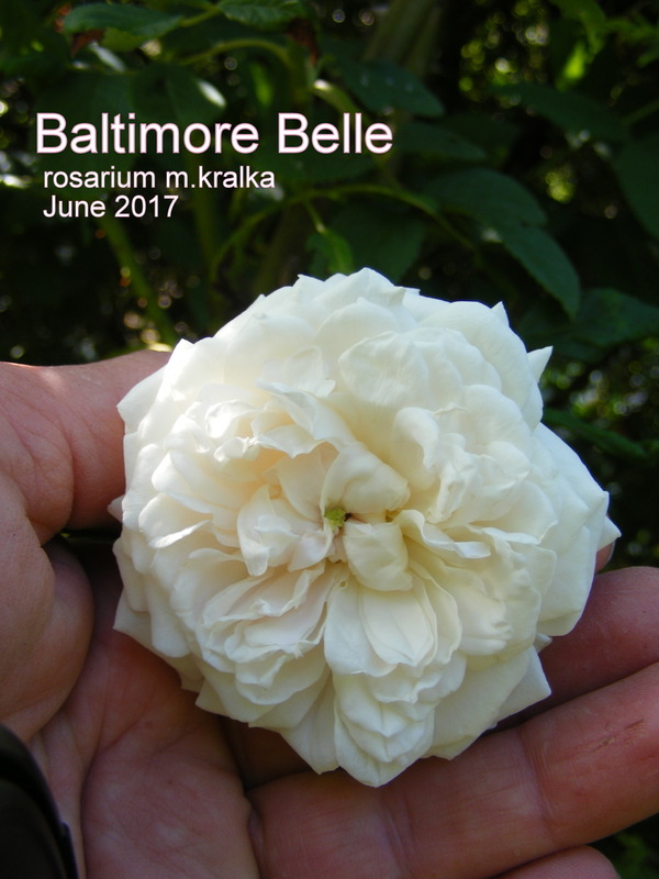 'Baltimore Belle (rambler, Feast, 1843)' rose photo