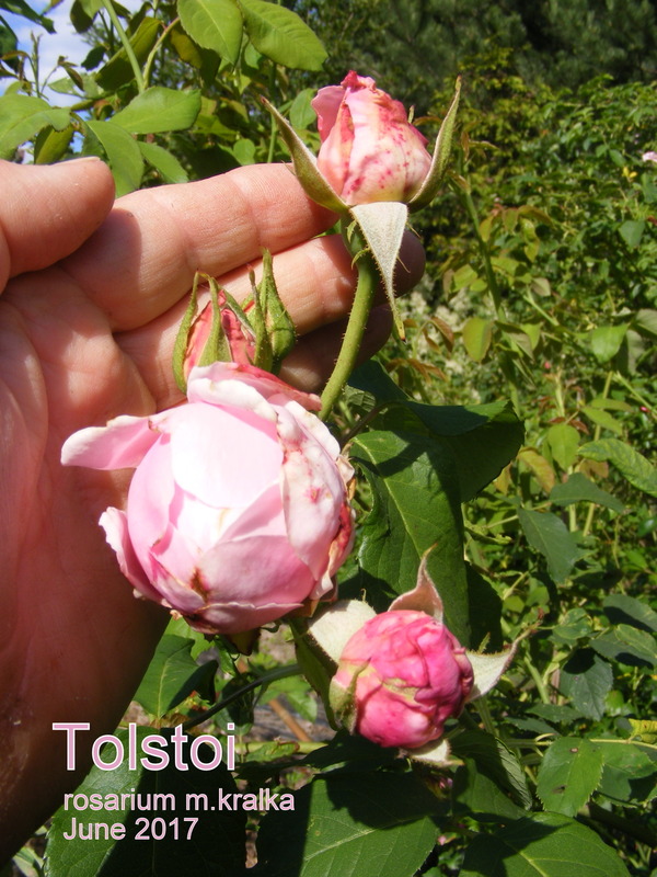 'Tolstoi' rose, click to enlarge 'Tolstoi' rose photo