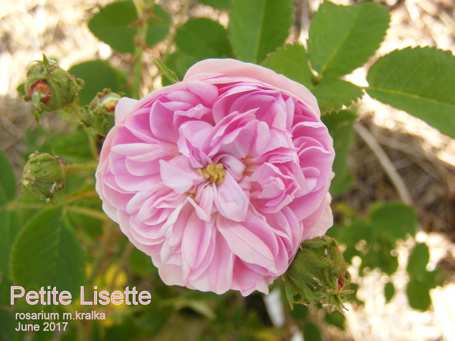 'Petite Lisette' rose photo