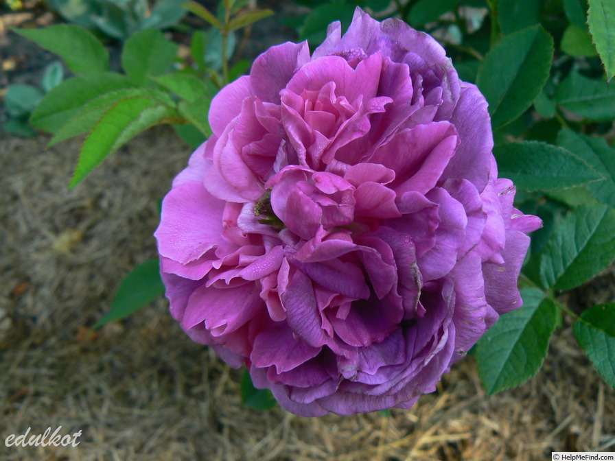 'Robert le Diable (centifolia, Unknown, pre 1849)' rose photo