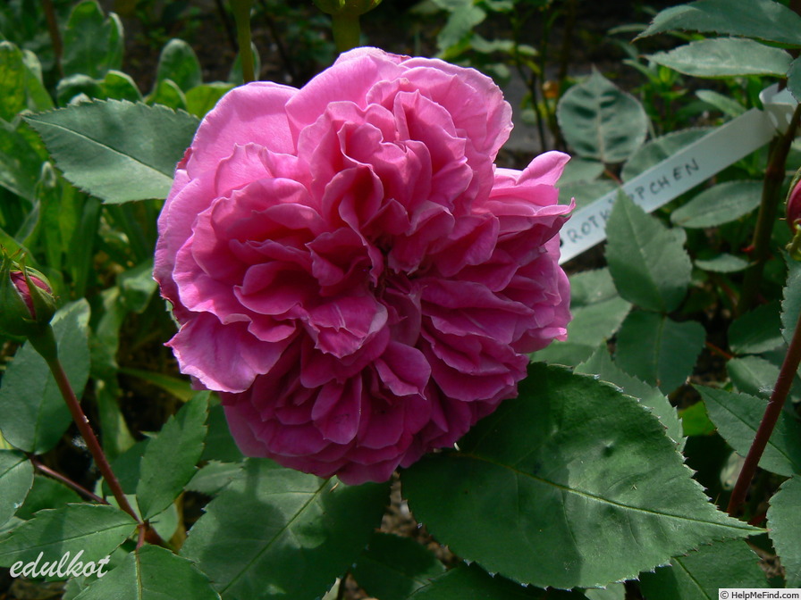 'Rotkäppchen (polyantha, Geschwind, 1887)' rose photo
