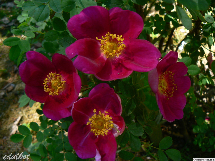 'Single Cherry' rose photo