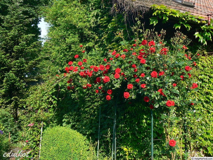 'Sympathie ®' rose photo