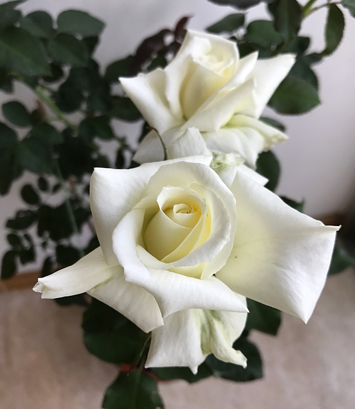 'Pope John Paul II ™ (Hybrid Tea, Zary, 2006)' rose photo