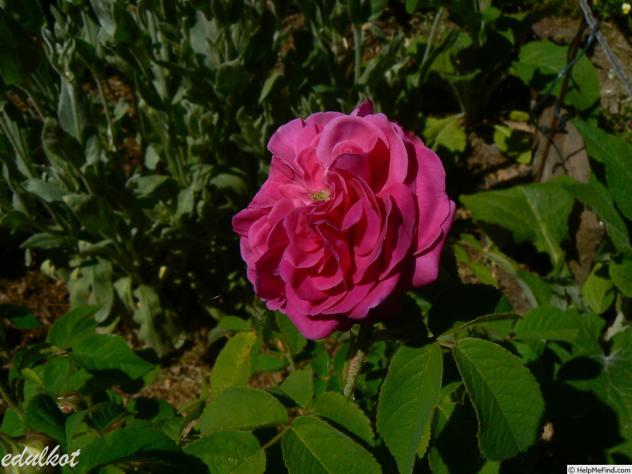 'Velours Pourpre (gallica, Stegerhoek, Pre 1811)' rose photo