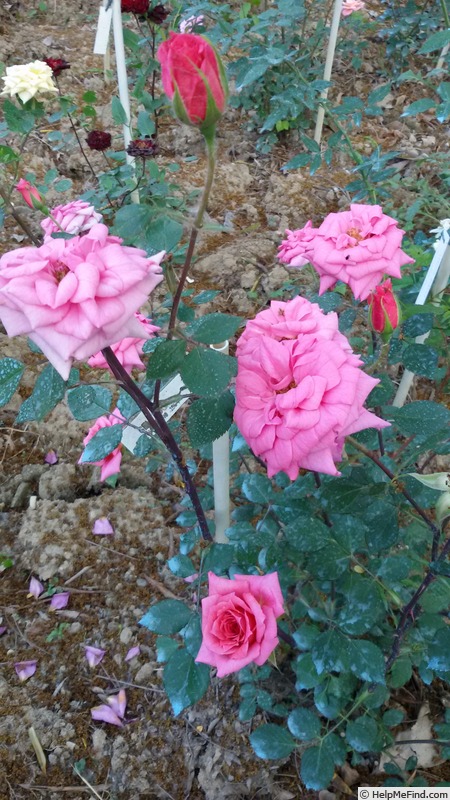 'Generosa' rose photo