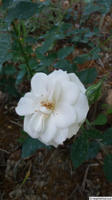 'Letizia Bianca' rose photo