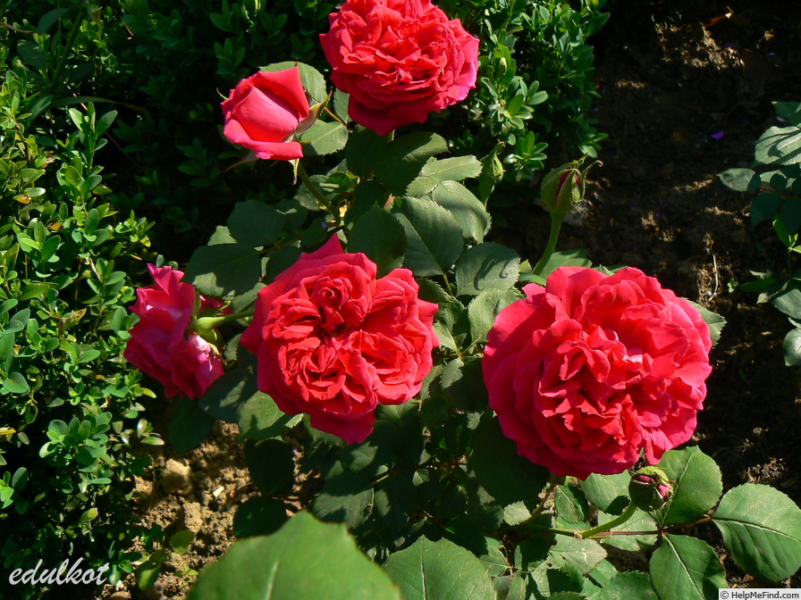 'Wenzel Geschwind' rose photo