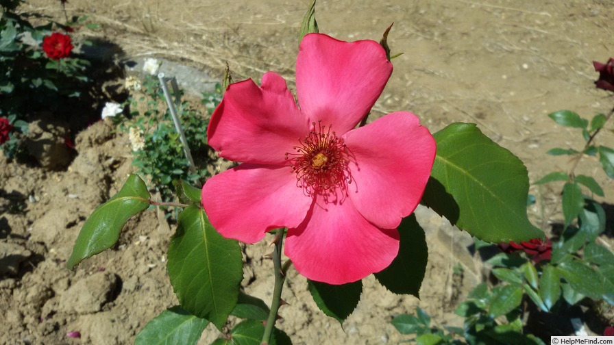 'Heidemarie' rose photo