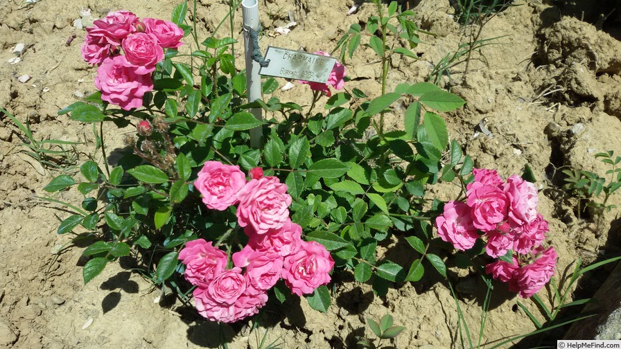 'Charmaine' rose photo