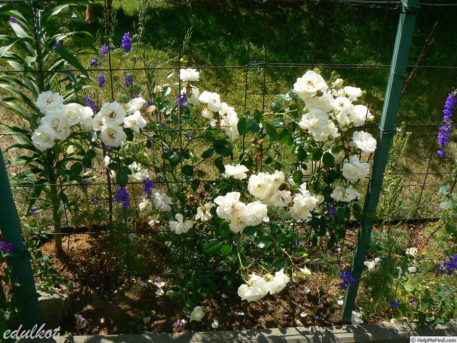 'White New Dawn' rose photo