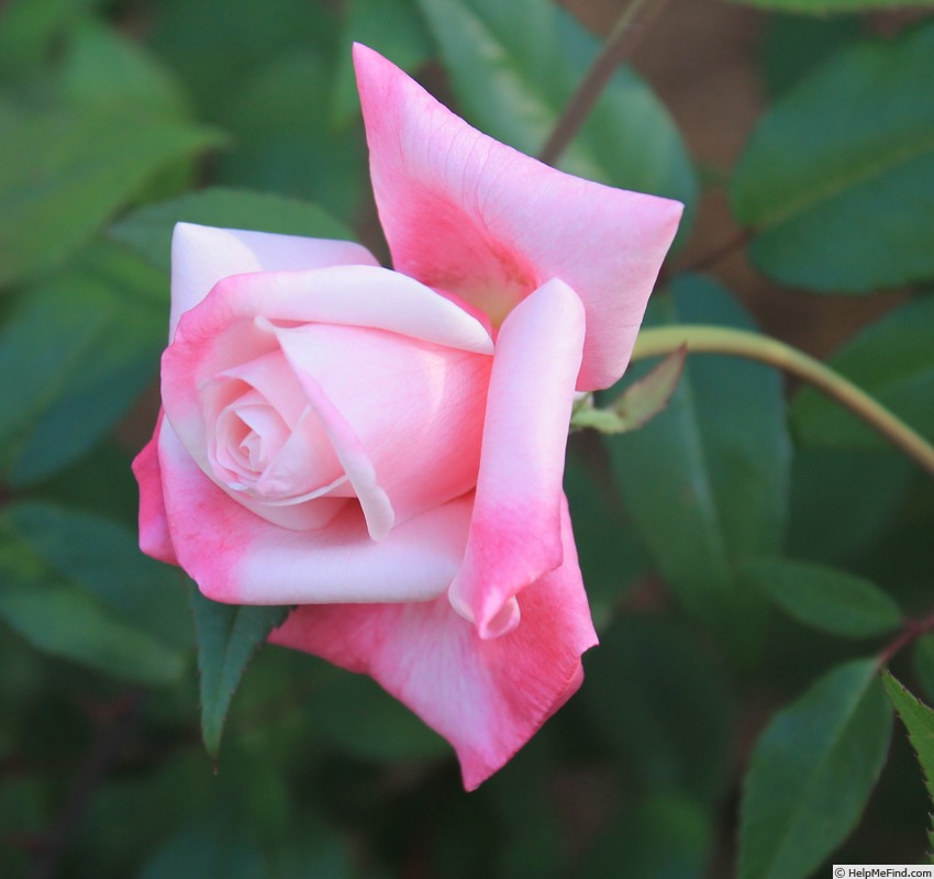 'Madame Antoine Mari (Tea, Mari before 1890)' rose, click to enlarge 'Madame Antoine Mari (Tea, Mari before 1890)' rose photo