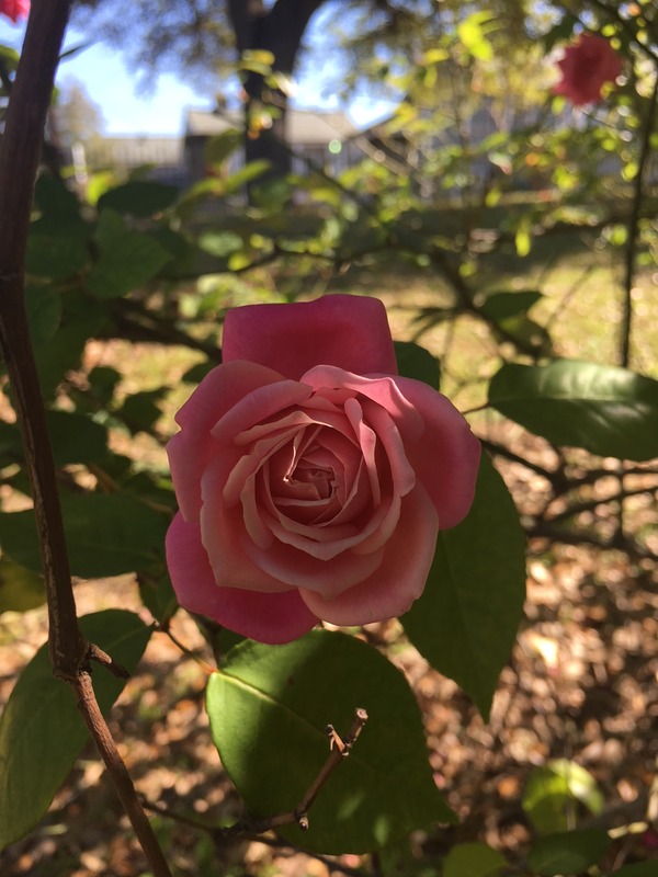 'Madame Lambard' rose photo