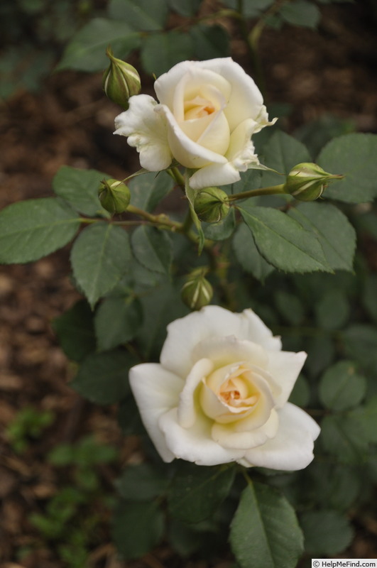 'James (floribunda, Walsh, before 2018)' rose photo