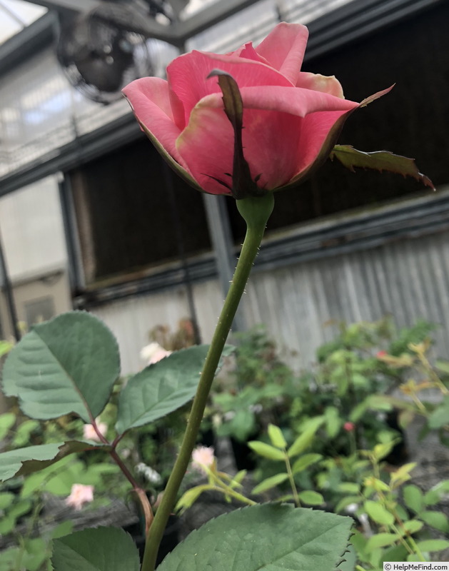 'VIRvalencia' rose photo